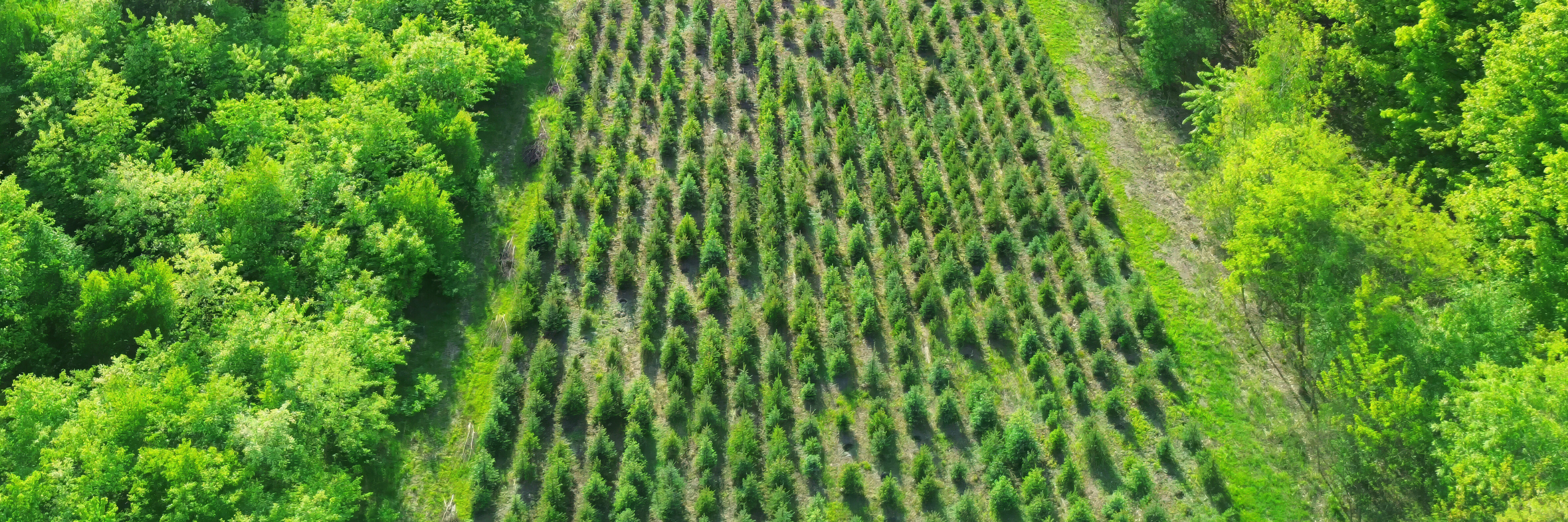 Adobe Stock 1777412906